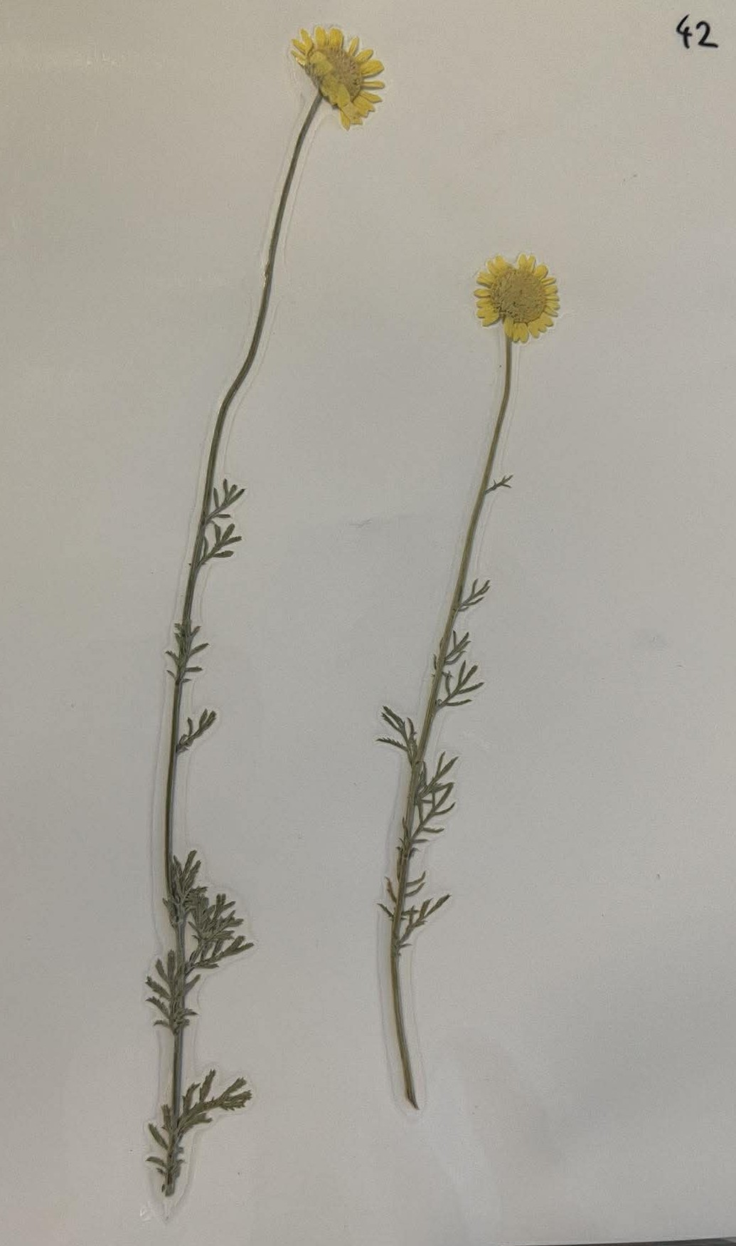 Rastlina Cota tinctoria